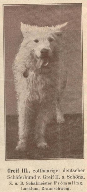 Historique berger blanc suisse Greif III, provient des premières éditions (1901 et 1909) du livre T