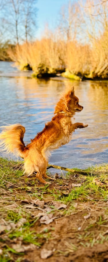 Chihuahua cours éducation canine Roanne - Lien vers .JPG