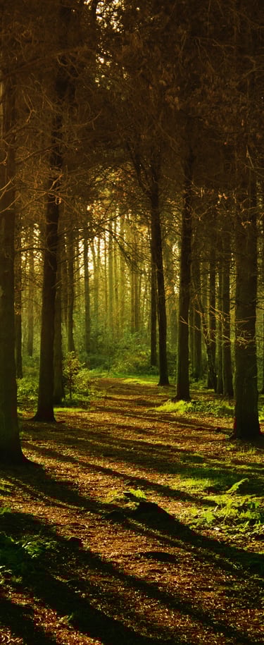 Foto von Anthony von Pexels