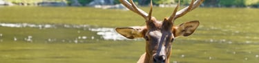 Un cerf qui sort de l'eau