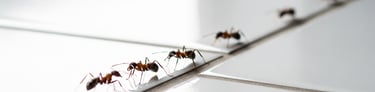 fourmis professionnel