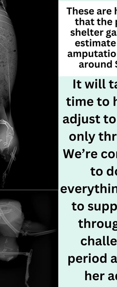 These are X-rays of Hampshire's broken leg, which had to be amputated