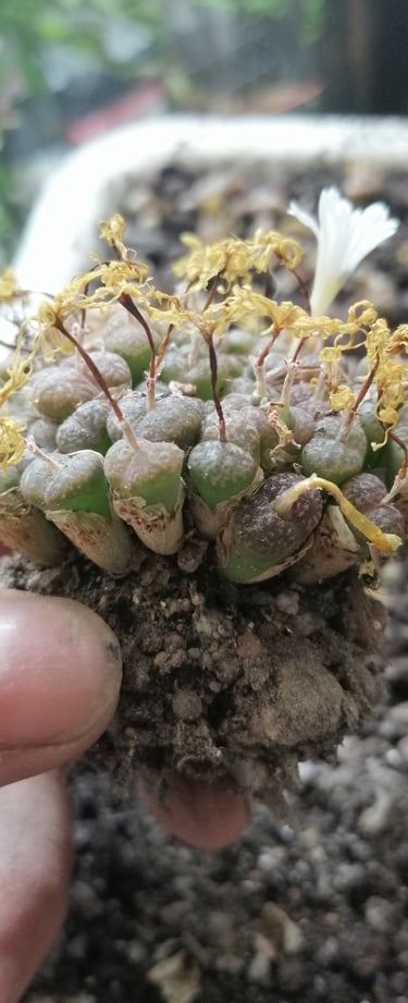 a person holding a small cactus plant in a pot