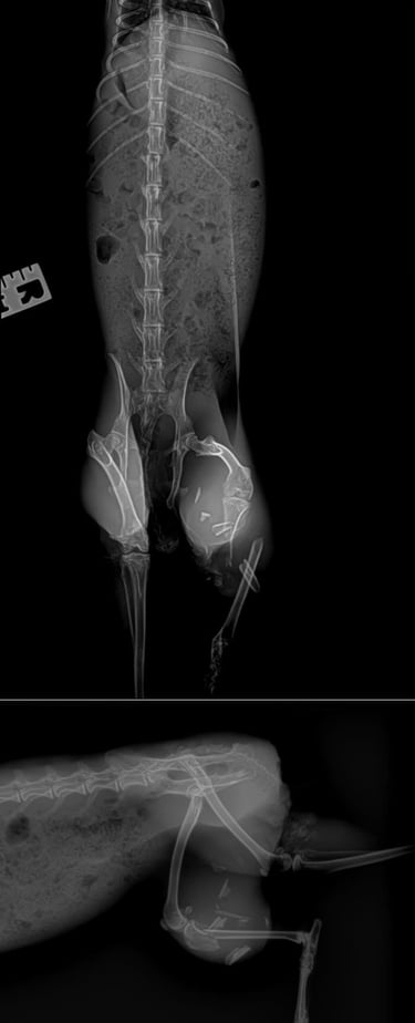 These are X-rays of Hampshire's broken leg, which had to be amputated