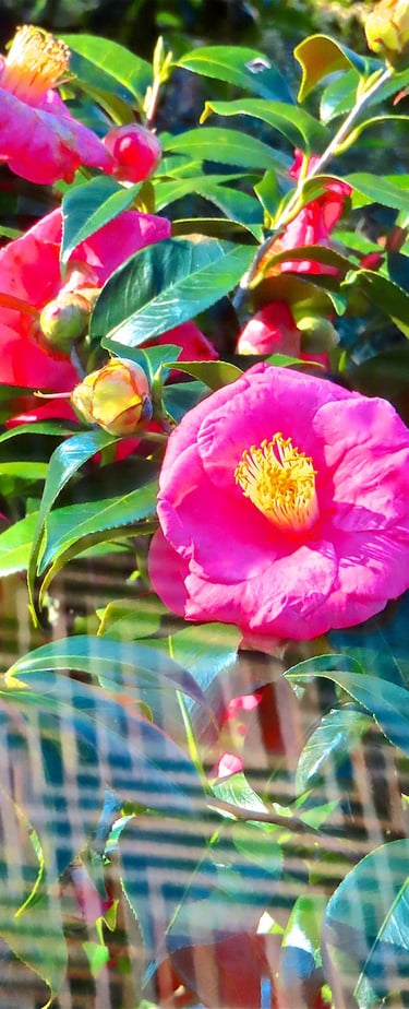 "4 Petra" © 2025 Heinz Lechner