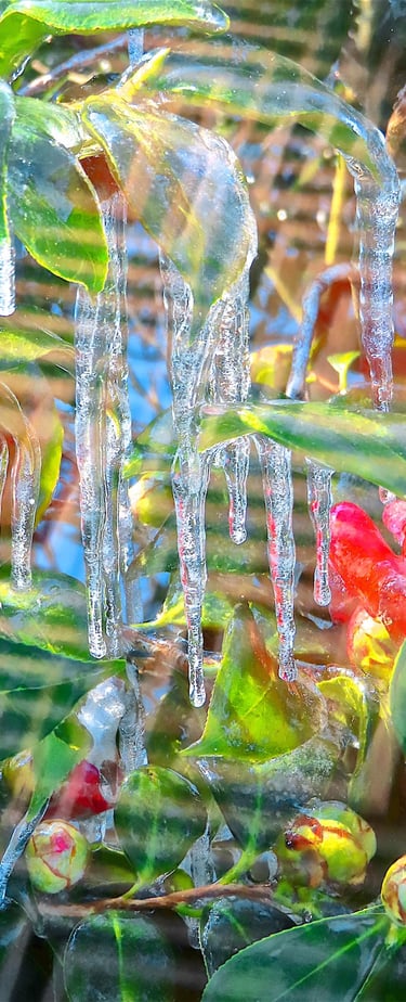 "4 Susanne" © 2025 Heinz Lechner