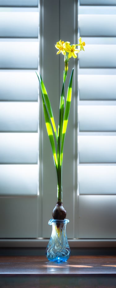 Daffodill