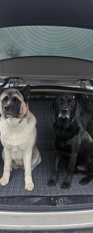 prekės šunims internetu (7)