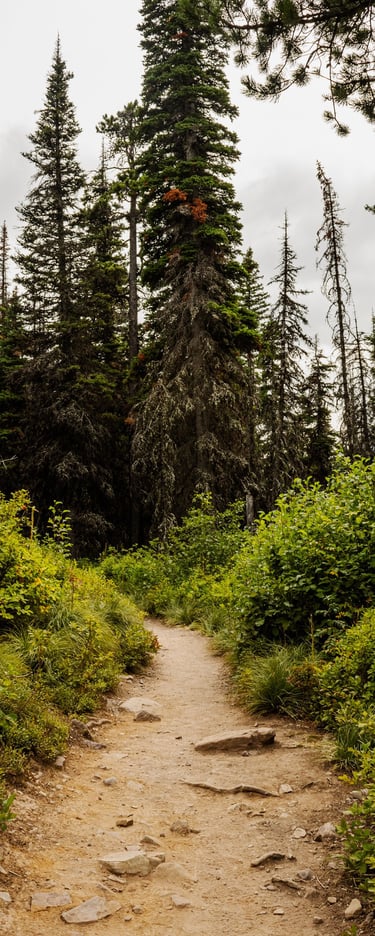 Glacier National Park, Two Medicine, forest