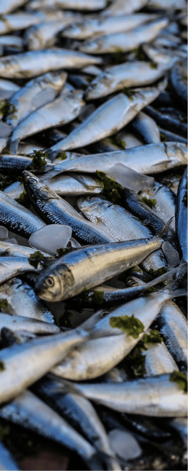 A large pile of silvery fish, suggesting a strong, fishy odor.