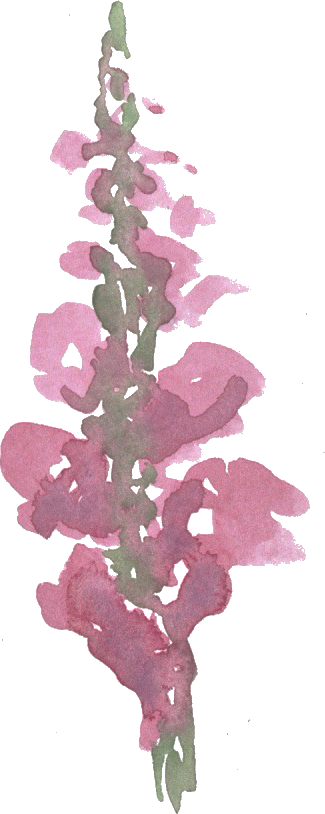 a tall pink watercolor flower 