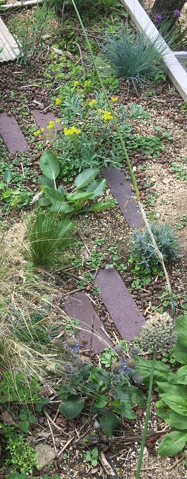 stipa, lavandula, eryngium, euphorbia, allium, with brick paving on a green roof