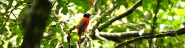 Bird in Bukit Lawang