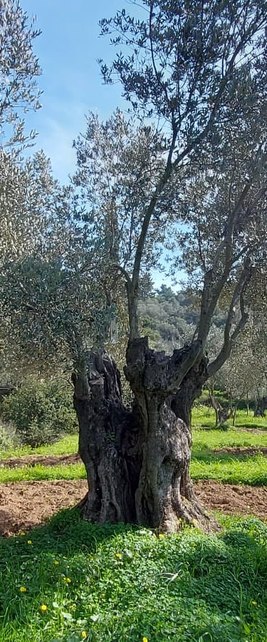 Tuin van het vakantiehuisje Samos