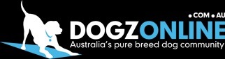 purebred pedigree border collie 