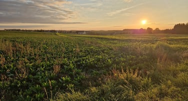 Laura Nieoold Feld Niedersteinbach Penig