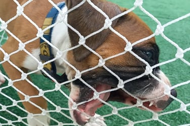 cachorro mordendo tela de proteção