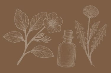 Line art botanical illustrations