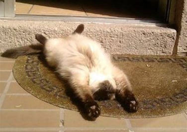cat laying flat enjoying the sunshine