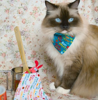 a cat with a blue bandanna and chef cook