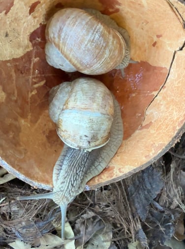 Burgundy Snail Helix pomatia