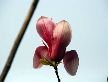 international innovation, beautiful burgundy and white flower