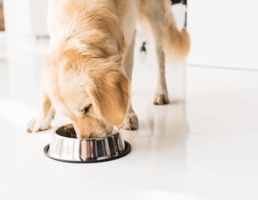 dog food for a finicky eater