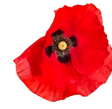 Coquelicot