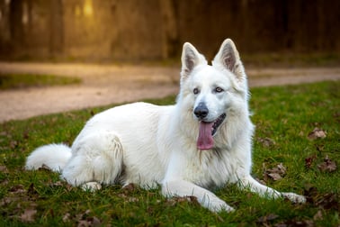 Photos de chien