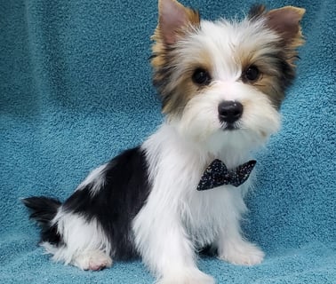 Teacup yorkie on sale