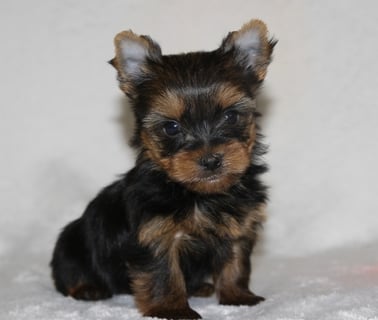 Teacup yorkies for sale