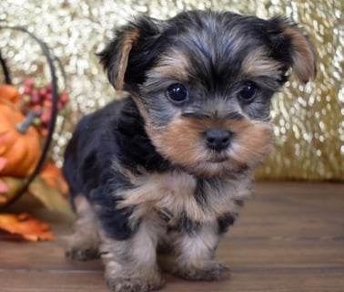 Teacup Yorkie for Sale