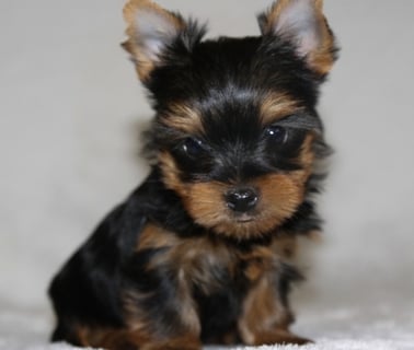Yorkie for sale