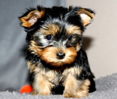 Yorkies for sale