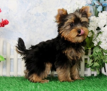 teacup yorkie for sell