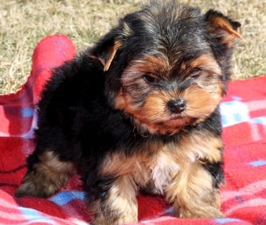 Teacup yorkies for sale