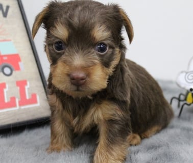 Teacup Yorkie for Sale
