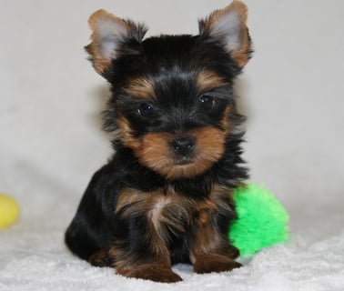 Yorkie for sale