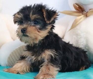 Yorkies for sale