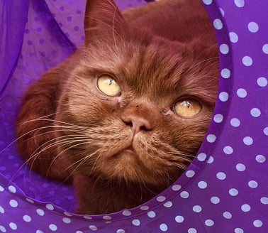 Clarence's Cattery