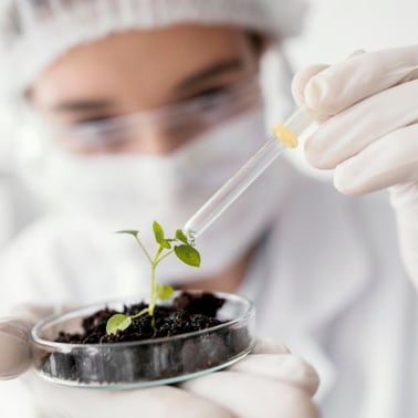 Hormônios Vegetais O Segredo das Auxinas e Citocininas