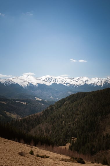 Kostrycha krayevyd na Chornohoru
