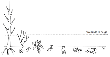 Types de plantes en hiver