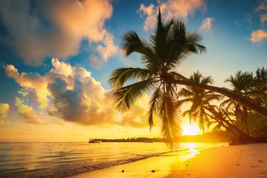 a palm tree on the beach at sunset