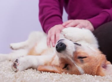 dog with a sensitive stomach