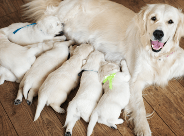 nursing dog2