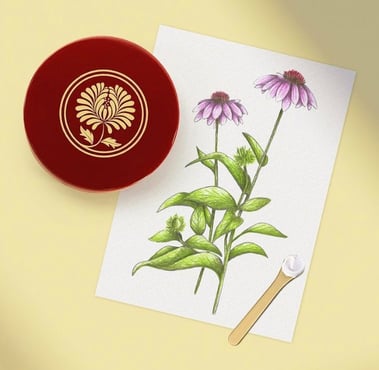 Card featuring an hand-drawn coneflower botanical illustration next to a small red round box on a yellow background