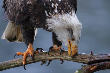 photo of eagle by mark winterstein