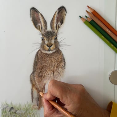 Work in progress photo of a hare drawing
