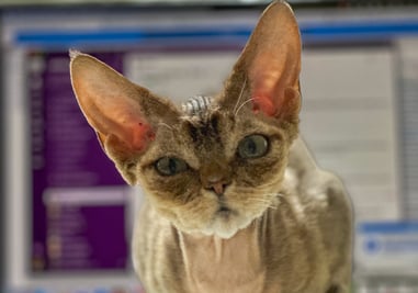 Lyubov sitting on top of a laptop computer